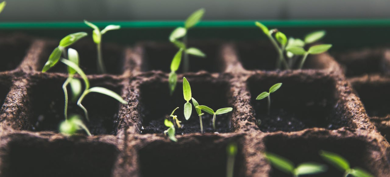 Rasad u posudama od biorazgradivog materijala