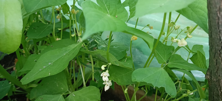 Boranija, idealan izbor za baštovanstvo za početnike 